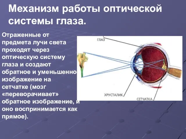 Механизм работы оптической системы глаза. Отраженные от предмета лучи света проходят через