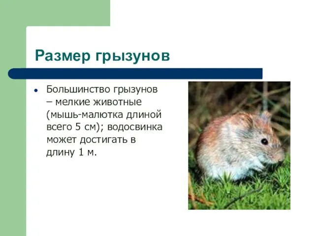 Размер грызунов Большинство грызунов – мелкие животные (мышь-малютка длиной всего 5 см);