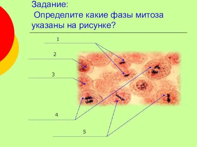 Задание: Определите какие фазы митоза указаны на рисунке? 1 2 3 4 5