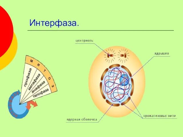 Интерфаза.