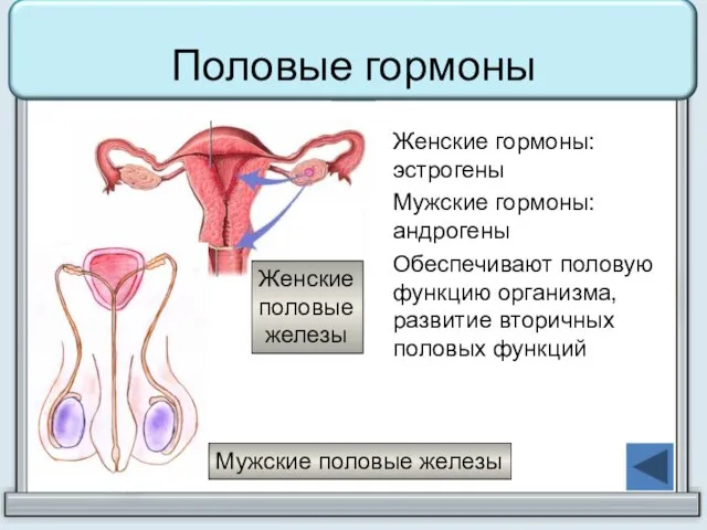 Половые гормоны Женские гормоны: эстрогены Мужские гормоны: андрогены Обеспечивают половую функцию организма,