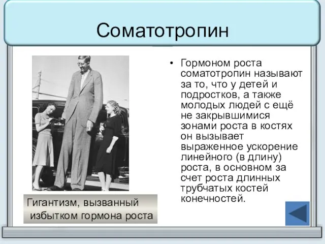 Соматотропин Гормоном роста соматотропин называют за то, что у детей и подростков,