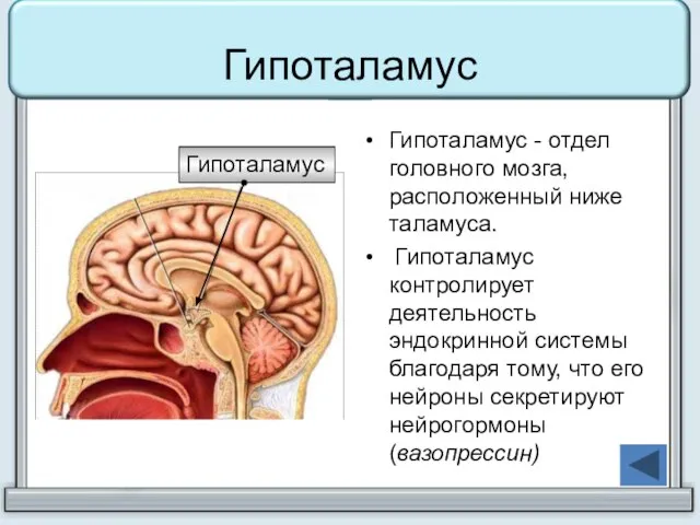 Гипоталамус Гипоталамус - отдел головного мозга, расположенный ниже таламуса. Гипоталамус контролирует деятельность