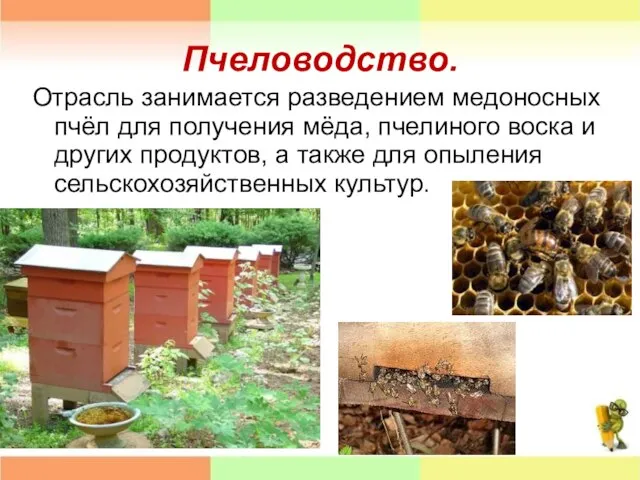 Пчеловодство. Отрасль занимается разведением медоносных пчёл для получения мёда, пчелиного воска и