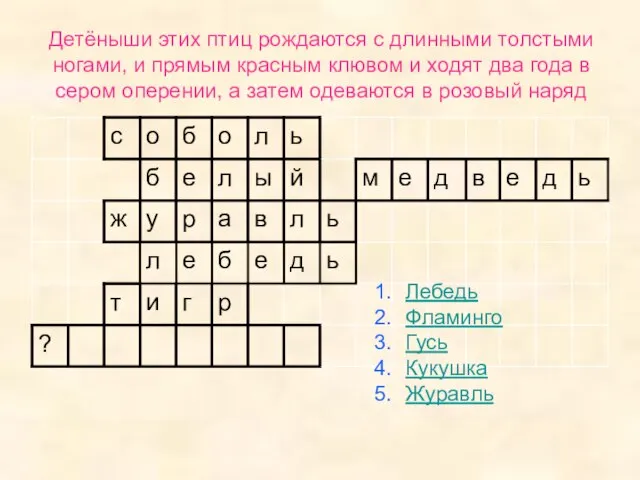 Детёныши этих птиц рождаются с длинными толстыми ногами, и прямым красным клювом