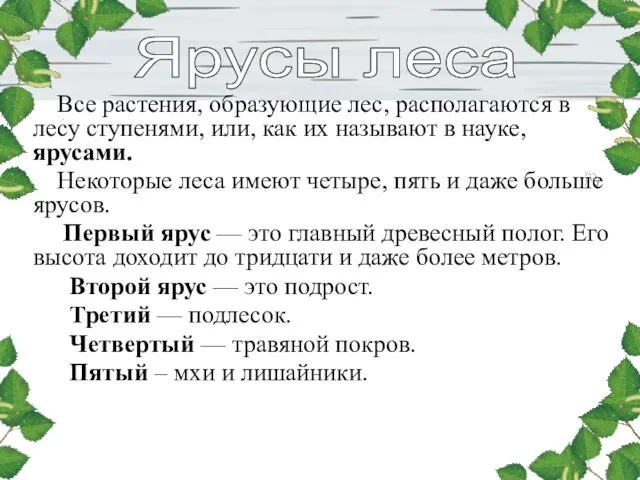 Все растения, образующие лес, располагаются в лесу ступенями, или, как их называют