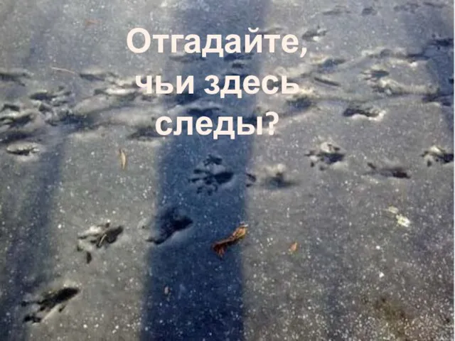 Отгадайте, чьи здесь следы?