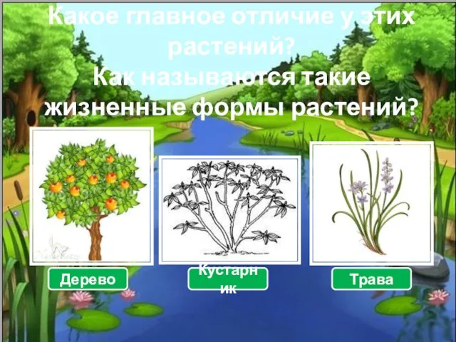 Какое главное отличие у этих растений? Как называются такие жизненные формы растений? Дерево Кустарник Трава