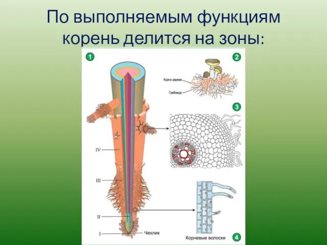 По выполняемым функциям корень делится на зоны: