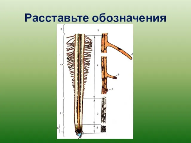 Расставьте обозначения