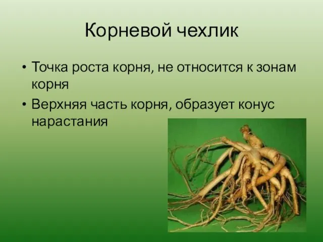 Корневой чехлик Точка роста корня, не относится к зонам корня Верхняя часть корня, образует конус нарастания