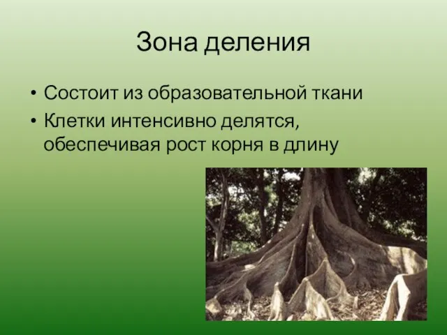 Зона деления Состоит из образовательной ткани Клетки интенсивно делятся, обеспечивая рост корня в длину