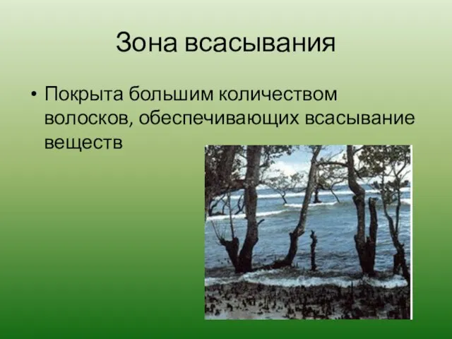 Зона всасывания Покрыта большим количеством волосков, обеспечивающих всасывание веществ