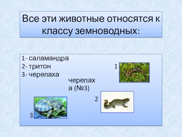 Все эти животные относятся к классу земноводных: 1- саламандра 2- тритон 1