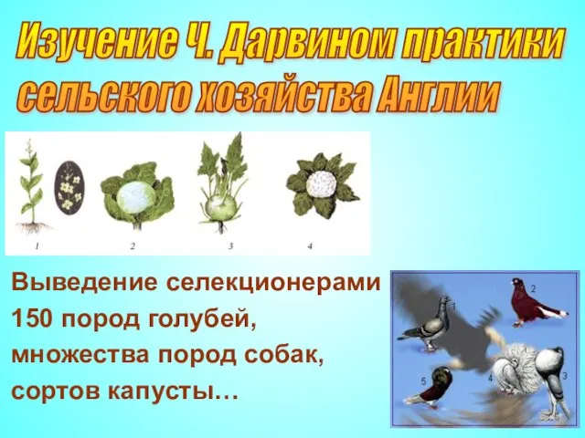 Изучение Ч. Дарвином практики сельского хозяйства Англии Выведение селекционерами 150 пород голубей,