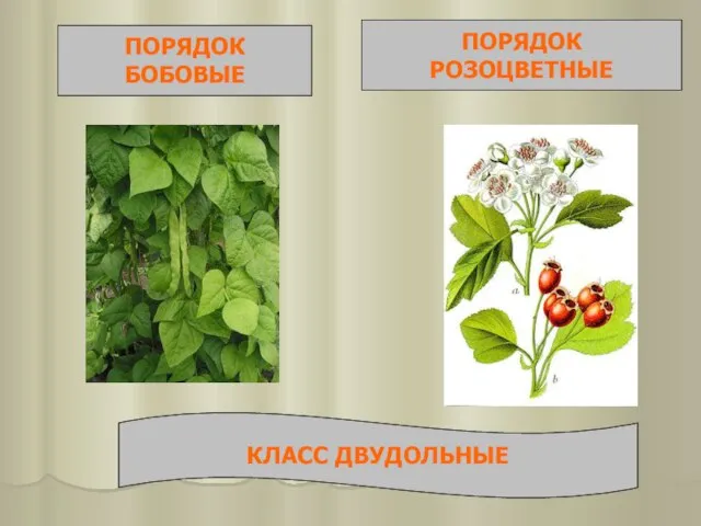 ПОРЯДОК БОБОВЫЕ ПОРЯДОК РОЗОЦВЕТНЫЕ КЛАСС ДВУДОЛЬНЫЕ