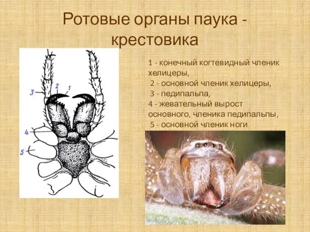 Ротовые органы паука - крестовика 1 - конечный когтевидный членик хелицеры, 2