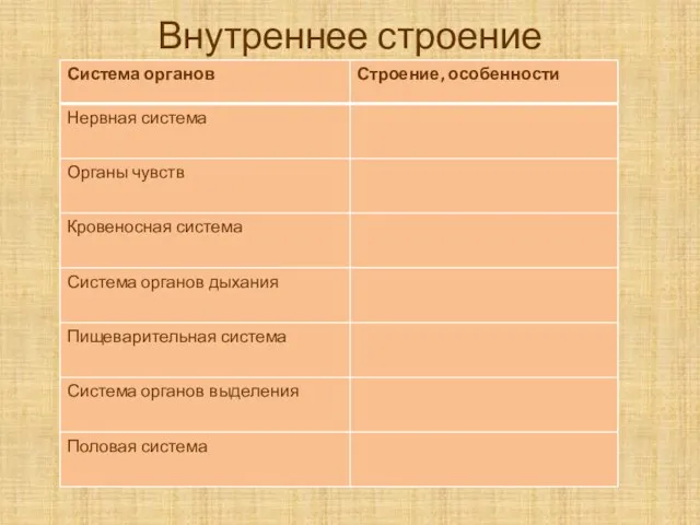 Внутреннее строение