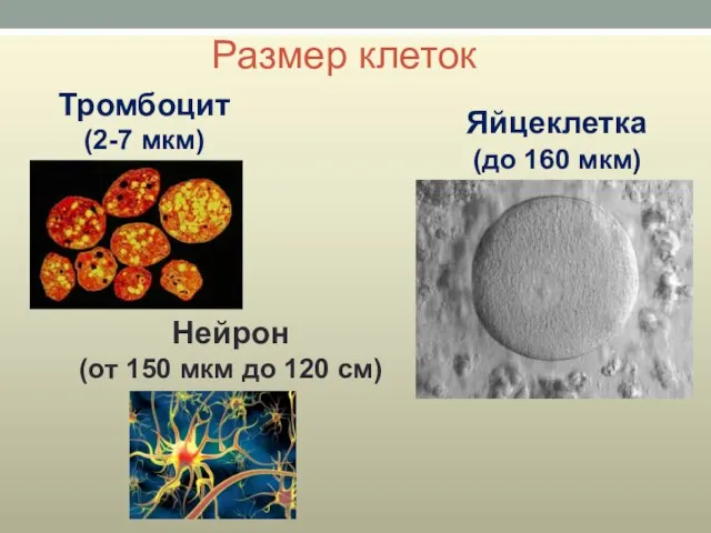 Размер клеток Тромбоцит (2-7 мкм) Яйцеклетка (до 160 мкм) Нейрон (от 150 мкм до 120 см)