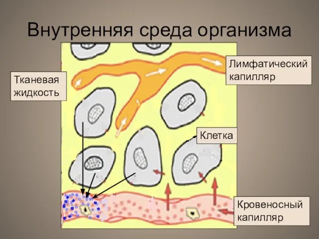 Внутренняя среда организма Лимфатический капилляр Кровеносный капилляр Тканевая жидкость Клетка