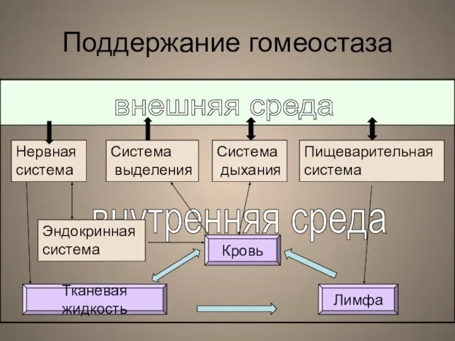 внутренняя среда Поддержание гомеостаза Нервная система Система выделения Система дыхания Пищеварительная система