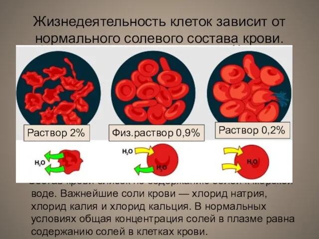 Жизнедеятельность клеток зависит от нормального солевого состава крови. Состав крови близок по