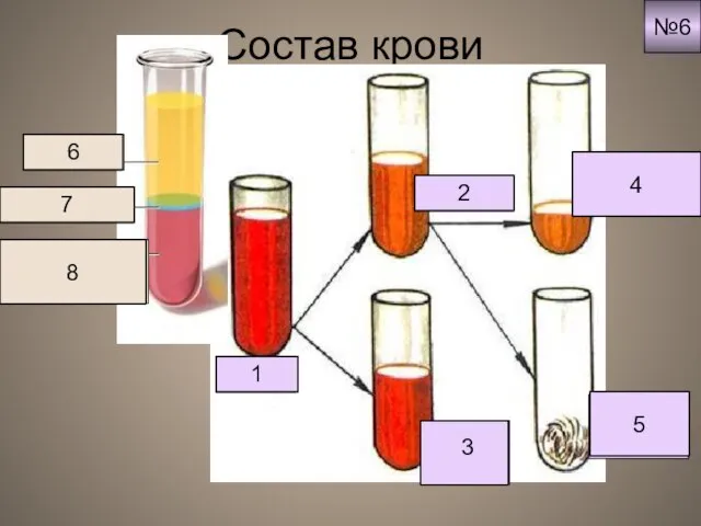Состав крови Кровь 1 Плазма 2 Клетки крови Кровяная сыворотка 4 Белок