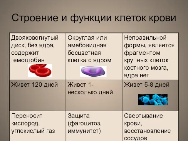 Строение и функции клеток крови