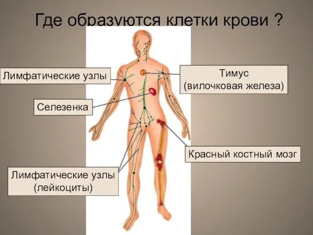 Где образуются клетки крови ? Селезенка Красный костный мозг Тимус (вилочковая железа)