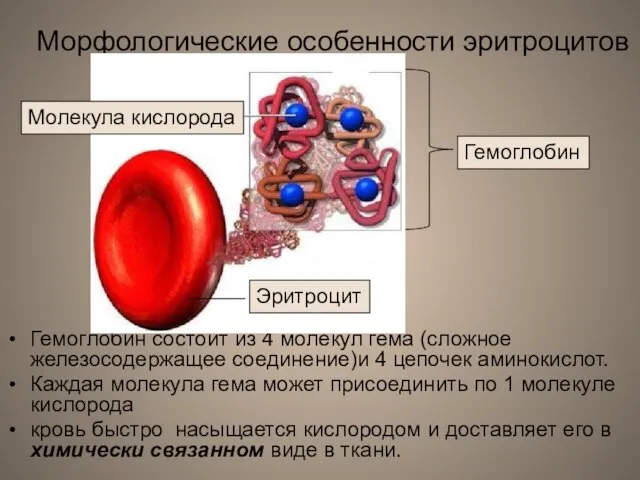 Морфологические особенности эритроцитов Гемоглобин состоит из 4 молекул гема (сложное железосодержащее соединение)и