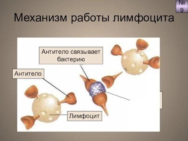 Механизм работы лимфоцита Бактерия (антиген) №9