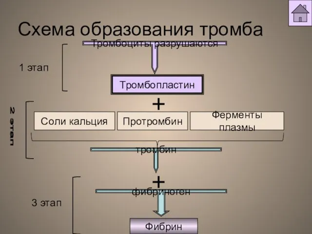 Схема образования тромба Тромбоциты разрушаются Тромбопластин тромбин Фибрин фибриноген 1 этап 3 этап 2 этап