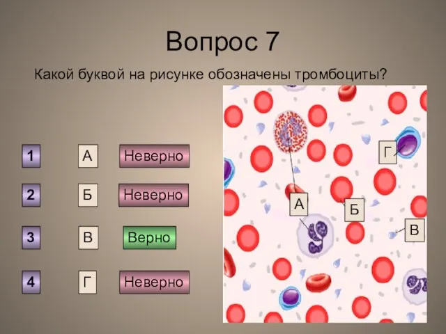 Вопрос 7 Какой буквой на рисунке обозначены тромбоциты? А Б В Г