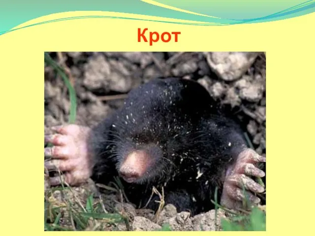 Крот