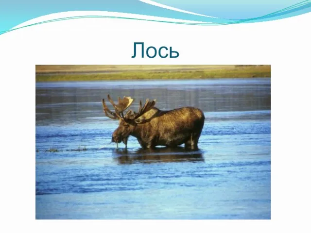 Лось