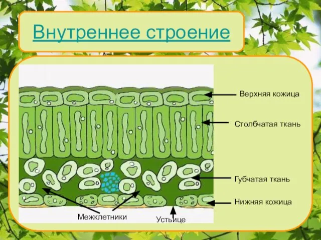 Внутреннее строение Верхняя кожица Столбчатая ткань Губчатая ткань Нижняя кожица Устьице Межклетники