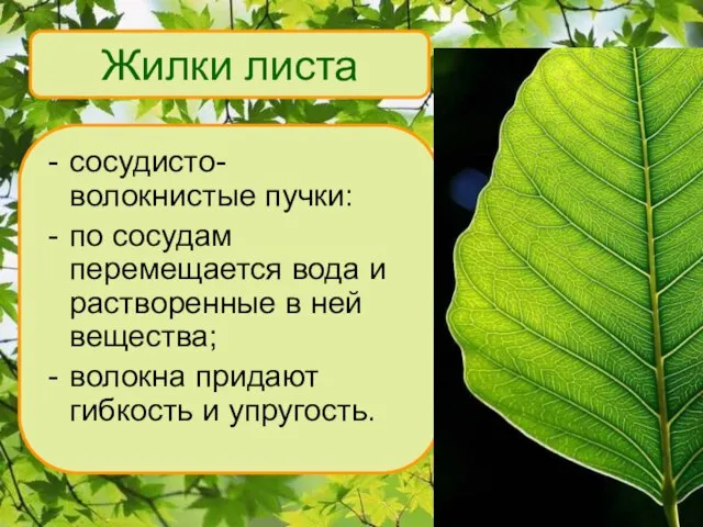 Жилки листа сосудисто- волокнистые пучки: по сосудам перемещается вода и растворенные в