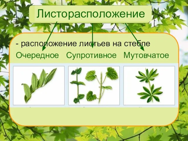 Листорасположение - расположение листьев на стебле Очередное Супротивное Мутовчатое