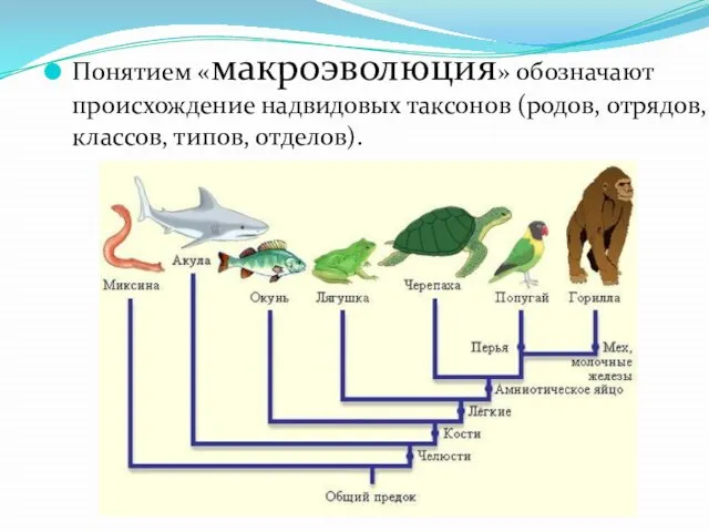 Понятием «макроэволюция» обозначают происхождение надвидовых таксонов (родов, отрядов, классов, типов, отделов).