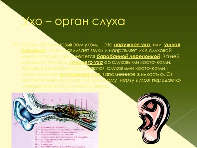 Ухо – орган слуха То, что мы обычно называем ухом, - это