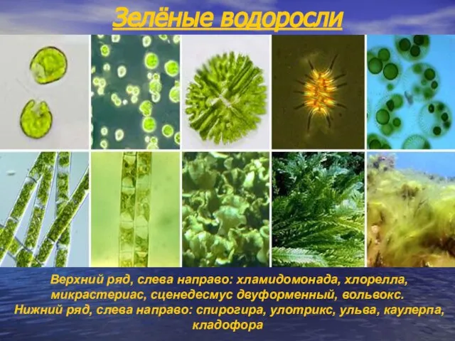 Зелёные водоросли Верхний ряд, слева направо: хламидомонада, хлорелла, микрастериас, сценедесмус двуформенный, вольвокс.