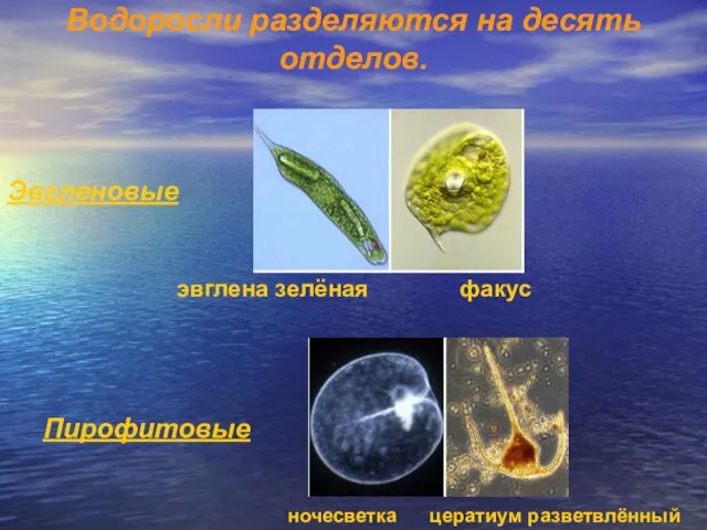 Водоросли разделяются на десять отделов. Эвгленовые (Euglenophyta) – одноклеточные (реже колониальные) подвижные