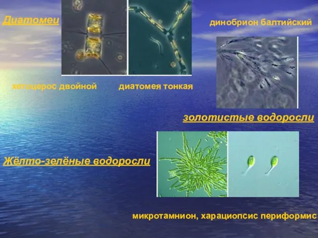 Диатомеи хетоцерос двойной диатомея тонкая золотистые водоросли динобрион балтийский Жёлто-зелёные водоросли микротамнион, харациопсис периформис