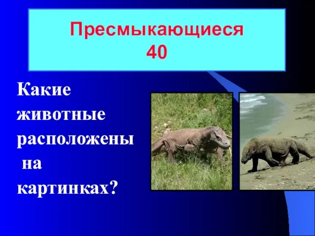 Какие животные расположены на картинках? Пресмыкающиеся 40