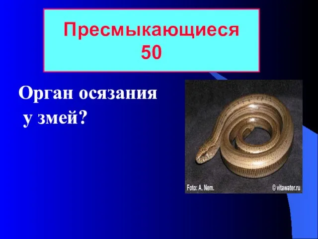 Орган осязания у змей? Пресмыкающиеся 50