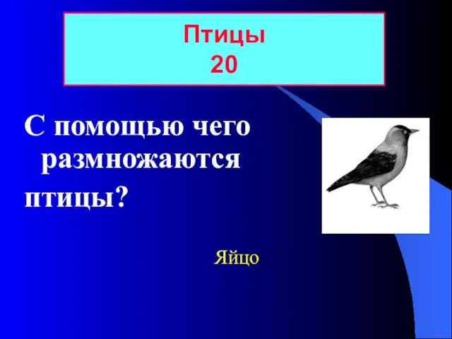 С помощью чего размножаются птицы? Птицы 20 Яйцо