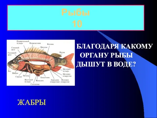 БЛАГОДАРЯ КАКОМУ ОРГАНУ РЫБЫ ДЫШУТ В ВОДЕ? Рыбы 10 ЖАБРЫ