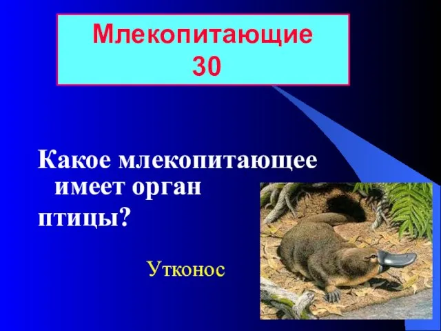 Какое млекопитающее имеет орган птицы? Млекопитающие 30 Утконос