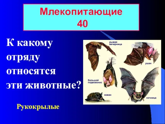 К какому отряду относятся эти животные? Млекопитающие 40 Рукокрылые