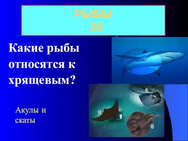 Какие рыбы относятся к хрящевым? РЫБЫ 20 Акулы и скаты